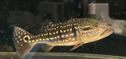 Temensis Peacock Bass (Cichla temensis)