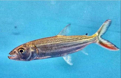 Vittatus African Tiger Fish (Hydrocynus vittatus)