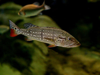 Temensis Peacock Bass (Cichla temensis)