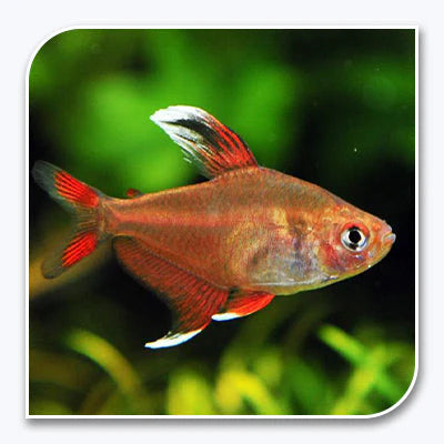 Candy Cane Tetra "HY511" (Megalamphodus rosaceus) PACK OF 6