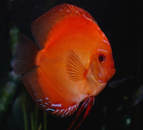 TOMATO DISCUS