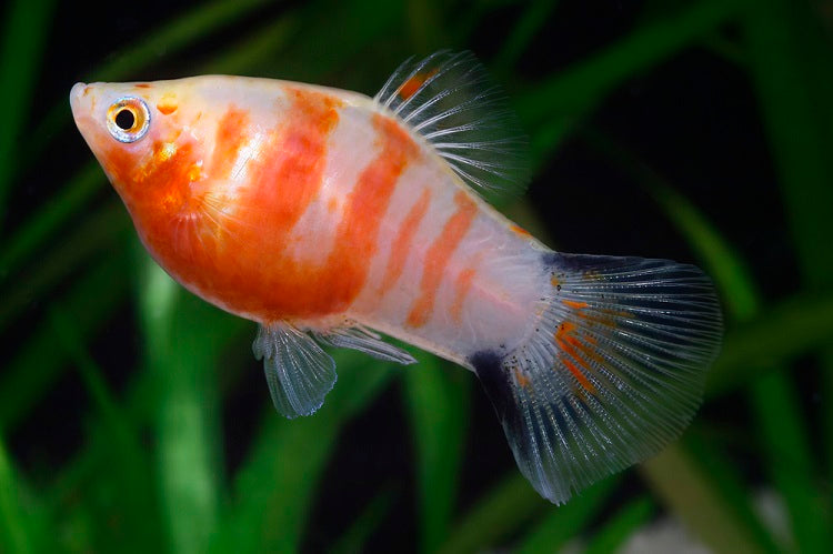 Coral Tiger Platy (Xiphophorus maculatus)