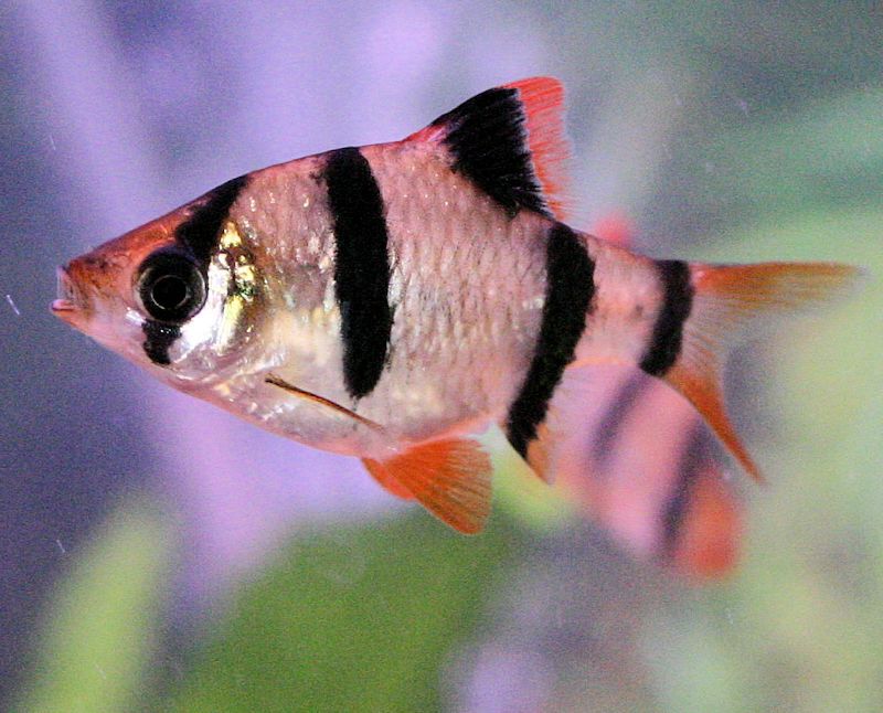 Tiger Barb red fin