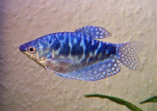 Blue gourami