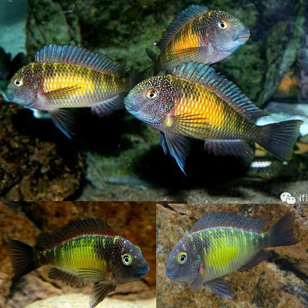 Tropheus moorii "Mpulungu" (Sun Spot Tropheus)