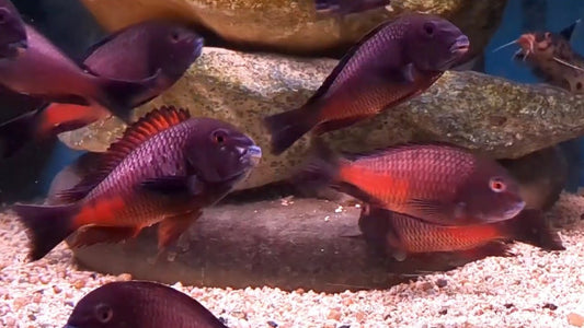 Tropheus red moorii "Moliro" (Firecracker)