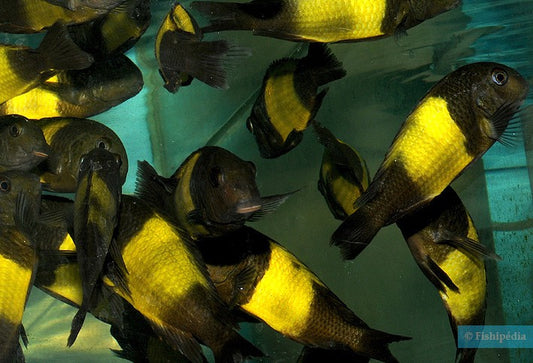 Tropheus sp. 'black' Ikola Kaiser (Yellowband Tropheus)