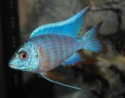 Turkis Peacock (Aulonocara sp. "Turkis")
