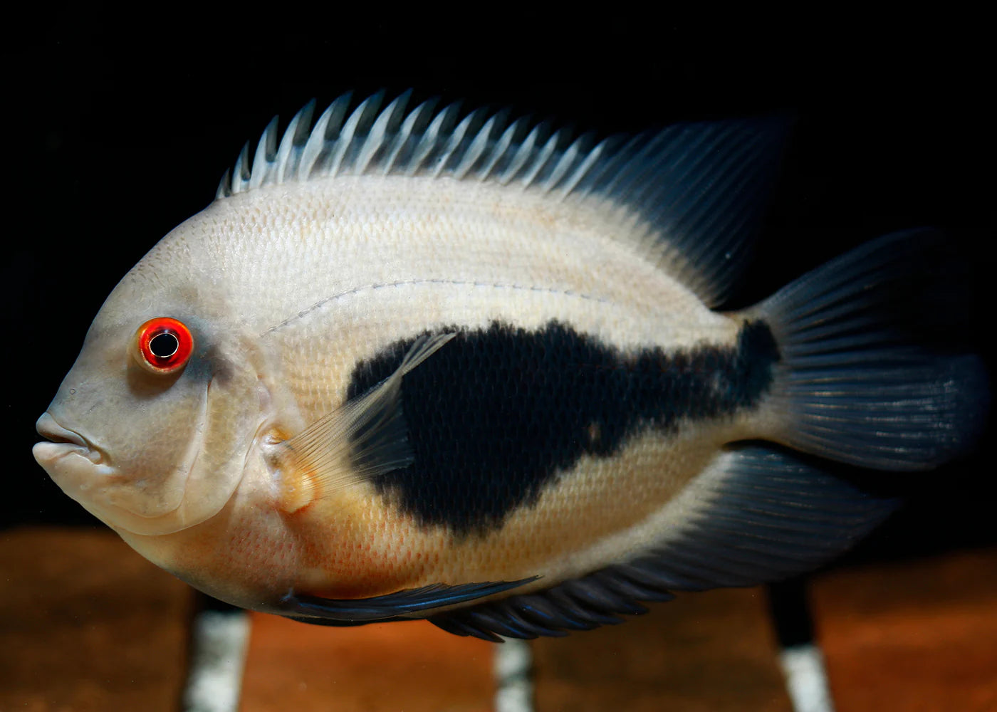 Uaru cichlid (triangle cichlid)