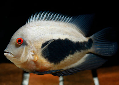 Uaru cichlid (triangle cichlid)