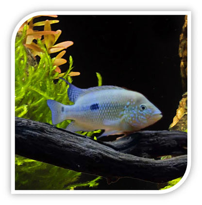 Umbee Cichlid (Kronoheros umbriferus)