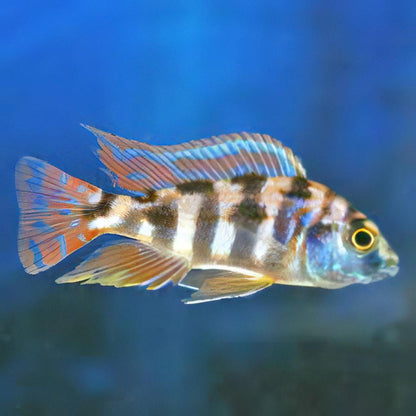 Placidochromis milomo VC-10 2"