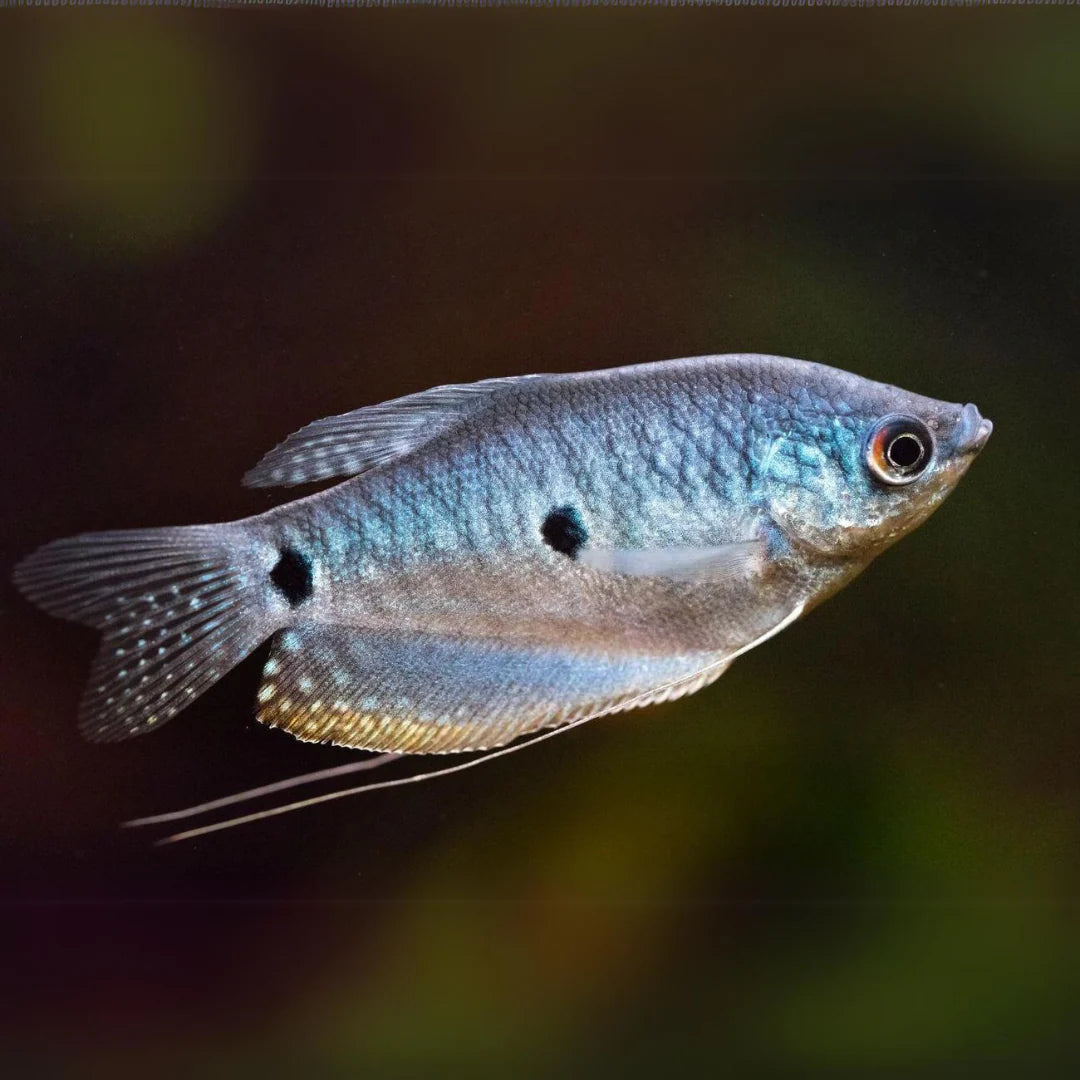 Three spot gourami (Opaline Gourami)