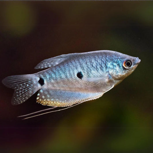 Three spot gourami (Opaline Gourami)