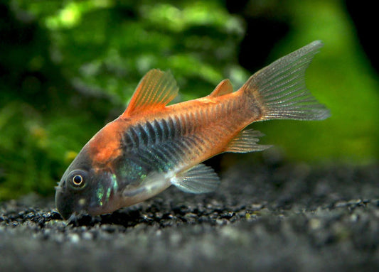 Venezuelan Cory (Corydoras venezuelanus)