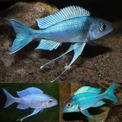 Ophthalmotilapia ventralis "Red Cap"