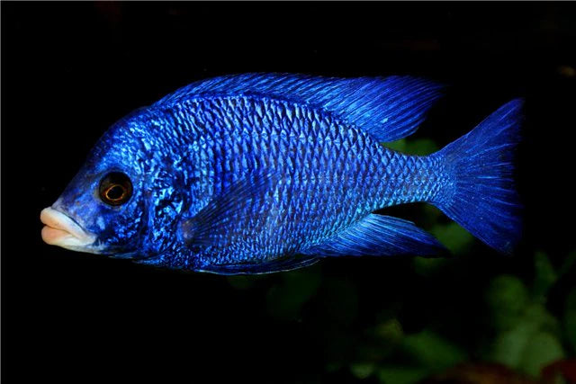 Placidochromis phenochilus "Mdoka"  Mdoka White Lips