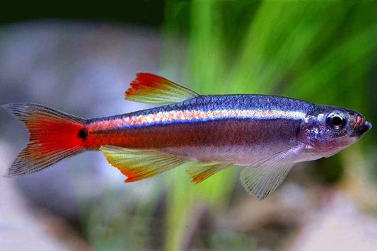 White Cloud Mountain minnows PACK OF 6