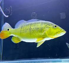 Xingu Peacock Bass (Cichla melaniae)