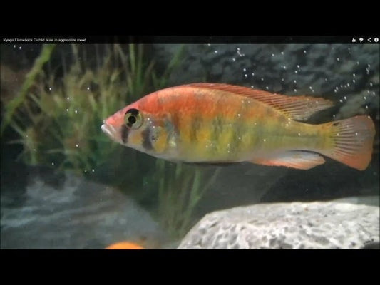 Xystichromis sp.  Kyoga Flameback