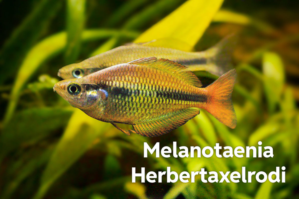 Melanotaenia herbertaxelrodi (Yellow Rainbowfish)