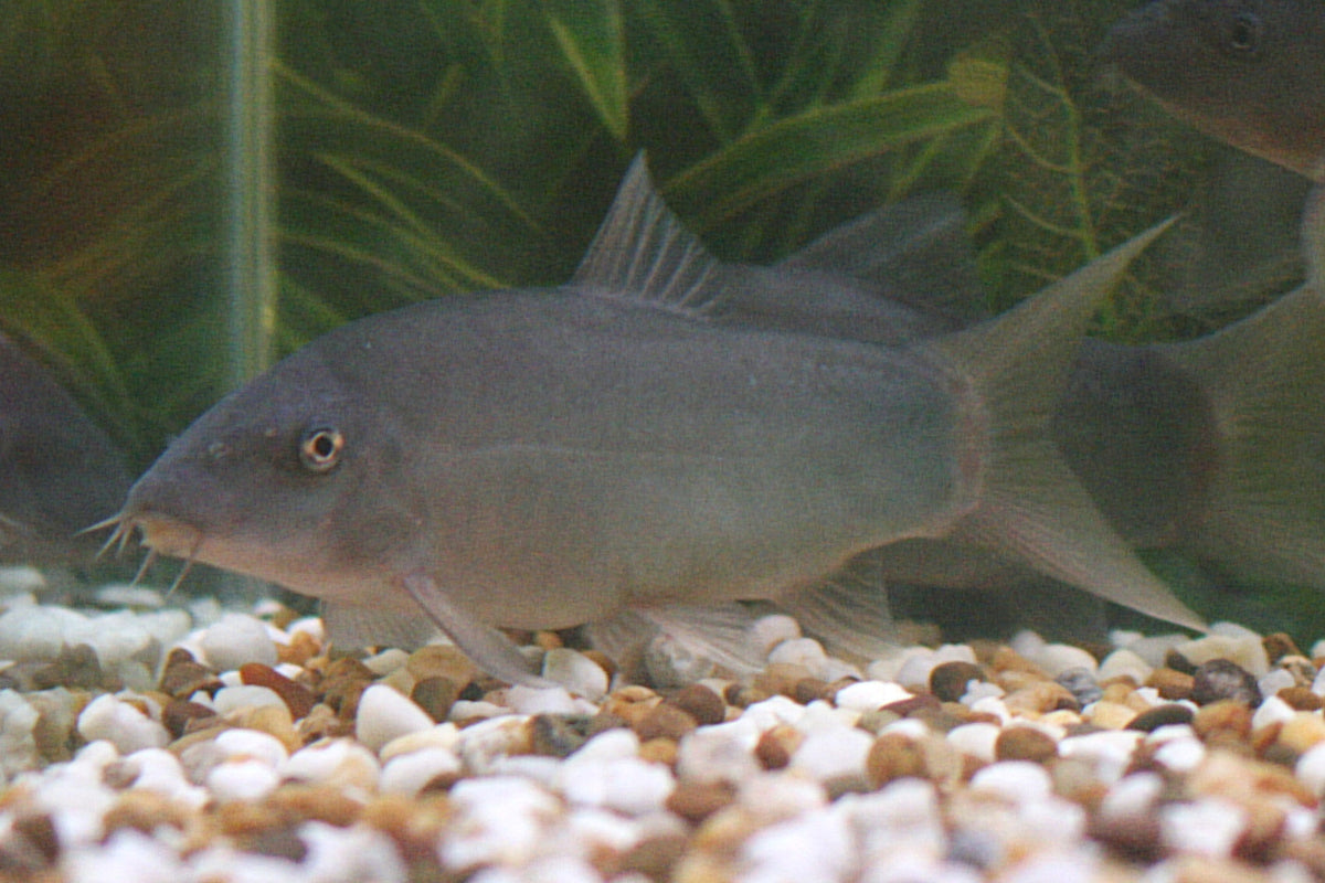 Colored Botia COLORED BOTIA (LOACH) – Danaqua Live Fish & More