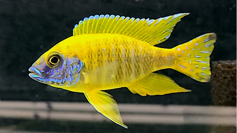 GRADE-A YELLOW PEACOCK 4" MALE