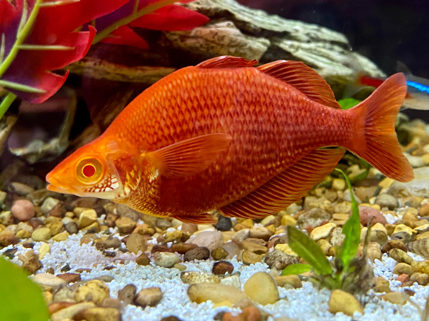 Glossolepis pseudoincisus (Millennium Rainbowfish)
