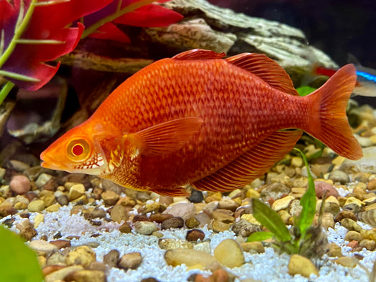 Glossolepis pseudoincisus (Millennium Rainbowfish)