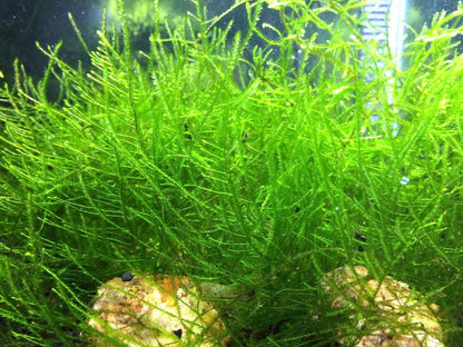 Premium Java Moss - Large 25 Sq. Inch Freshwater Aquarium Plant | Perfect Companion for Marimo Moss Balls | Live Aquarium Plants for Vibrant Aquatic Decor