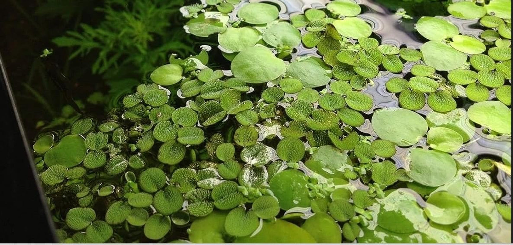 50+ Water Spangles (Salvinia Minima), Live Aquarium, Aquatic, Floating, Pond Plants