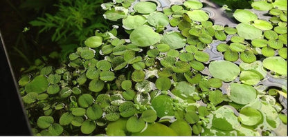 50+ Water Spangles (Salvinia Minima), Live Aquarium, Aquatic, Floating, Pond Plants