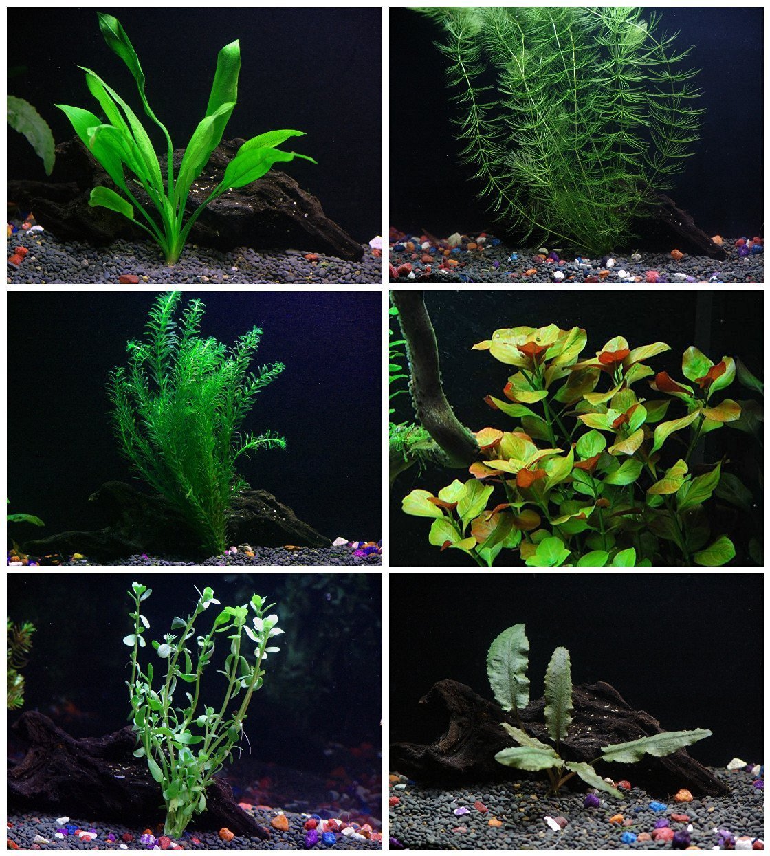 6 Species Aquarium Plants Bundle – Java Fern, Hornwort, Amazon Sword, Moneywort, Ludwigia and Cryptocoryne