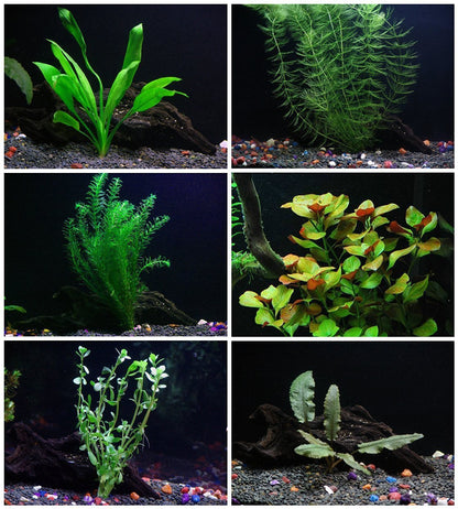 6 Species Aquarium Plants Bundle – Java Fern, Hornwort, Amazon Sword, Moneywort, Ludwigia and Cryptocoryne