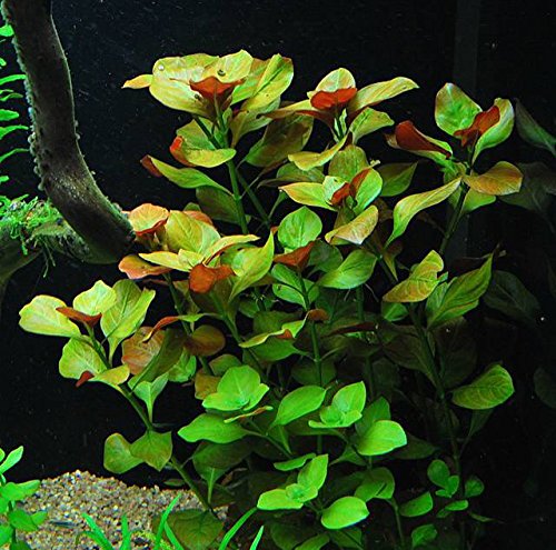 6 Species Aquarium Plants Bundle – Java Fern, Hornwort, Amazon Sword, Moneywort, Ludwigia and Cryptocoryne