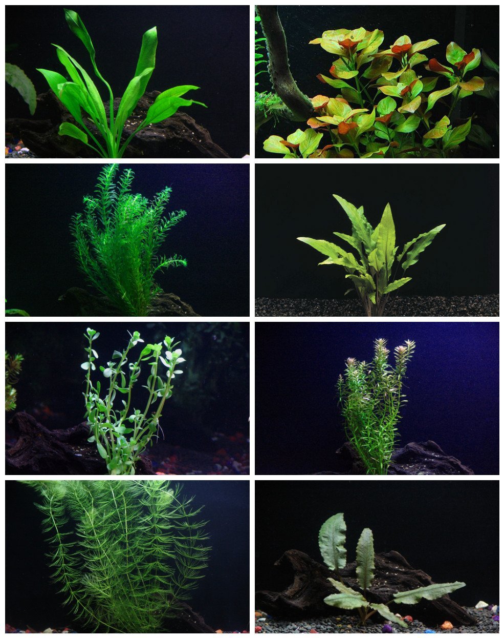 8 Species Aquarium Plants Bundle – Anacharis, Hornwort, Amazon Sword, Moneywort, Ludwigia and Cryptocoryne