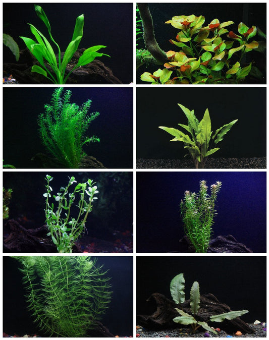 8 Species Aquarium Plants Bundle – Anacharis, Hornwort, Amazon Sword, Moneywort, Ludwigia and Cryptocoryne