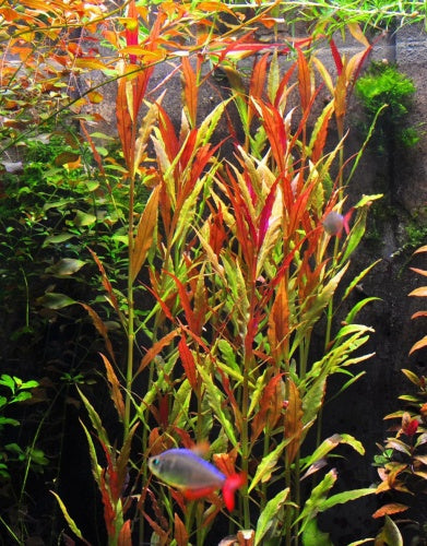 Florida 10 Species Live Aquarium Plants Bundle