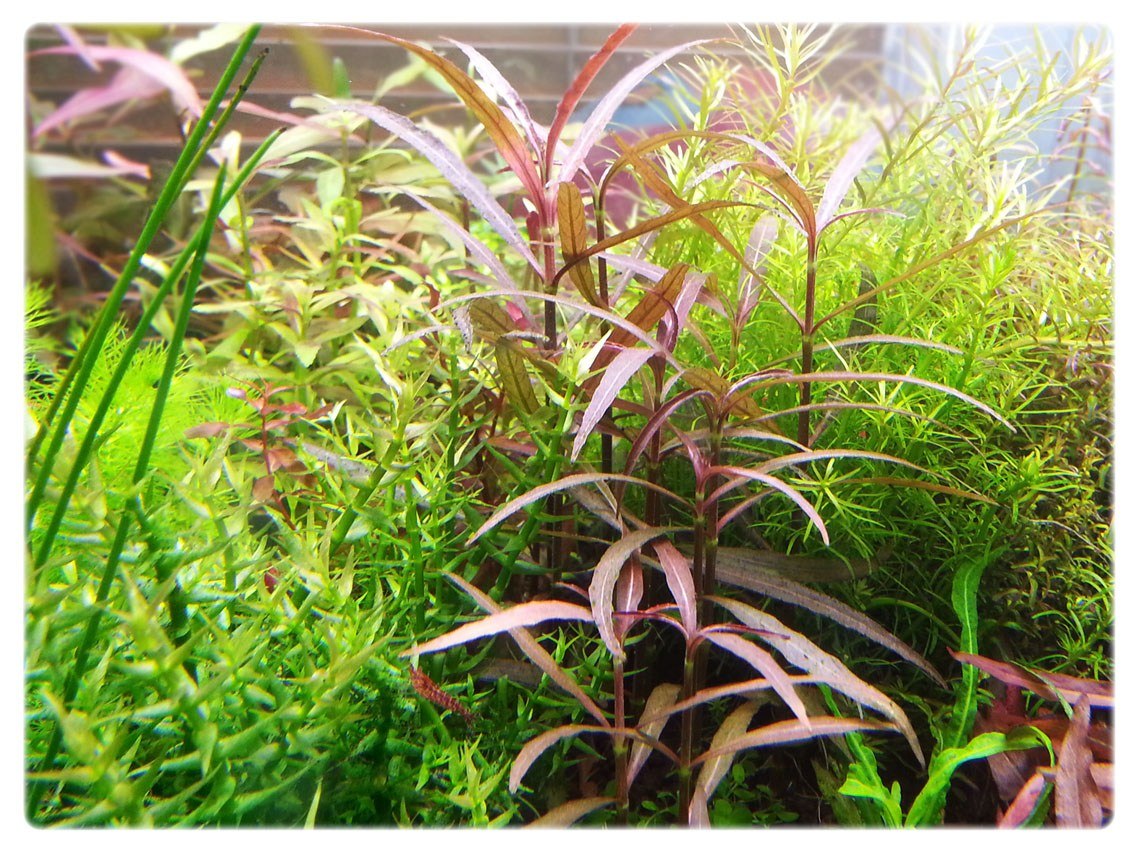 Florida 10 Species Live Aquarium Plants Bundle