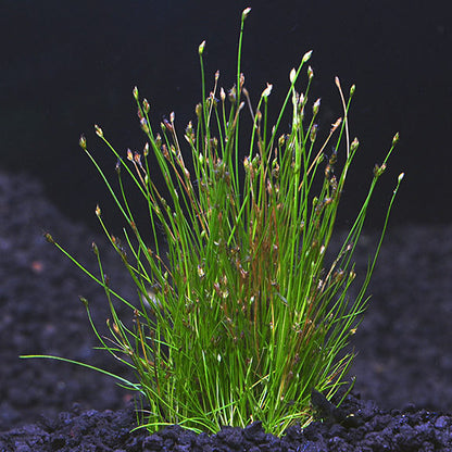 Dwarf Hairgrass in 2" Pot – Easy Foreground Aquarium Plant