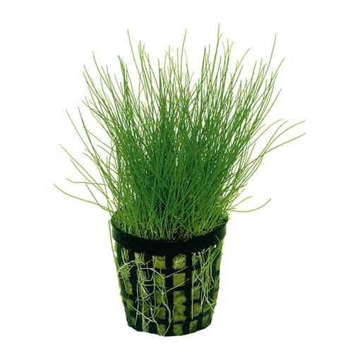 Dwarf Hairgrass in 2" Pot – Easy Foreground Aquarium Plant