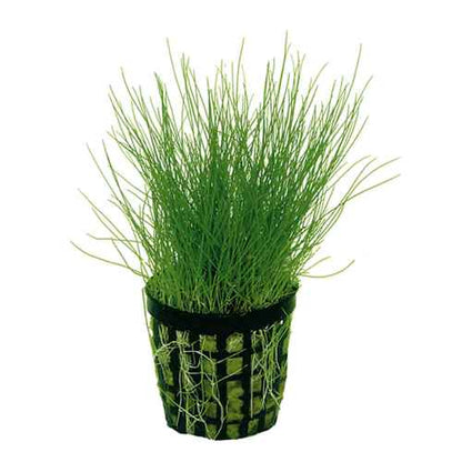 Dwarf Hairgrass in 2" Pot – Easy Foreground Aquarium Plant