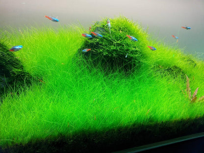Dwarf Hairgrass in 2" Pot – Easy Foreground Aquarium Plant