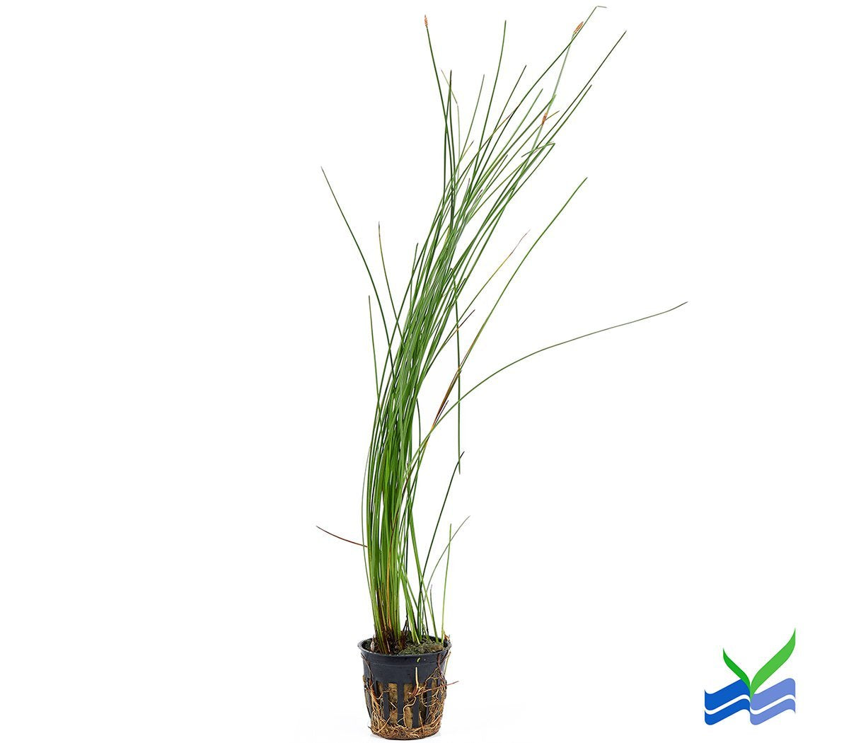 Giant Hairgrass