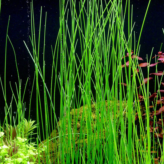 Giant Hairgrass – Easy Aquarium Plant for Backgrounds