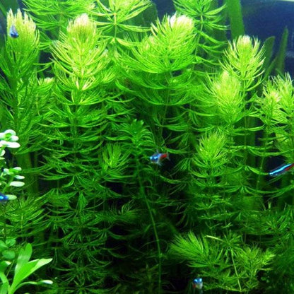 Hornwort Bunch – 5-7 Stems – Easy Aquatic Plant