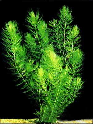 Hornwort Bunch – 5-7 Stems – Easy Aquatic Plant