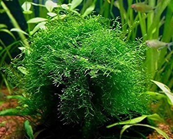 Javas Moss – Vesicularia Dubyana in 4oz cups