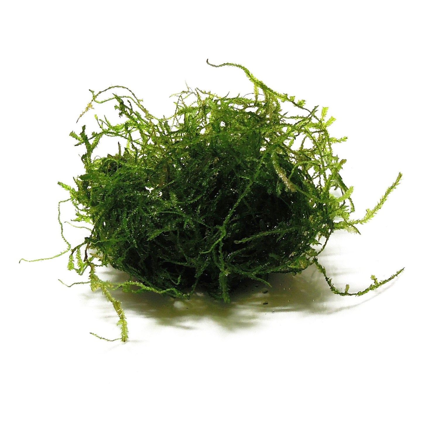 Javas Moss – Vesicularia Dubyana in 4oz cups