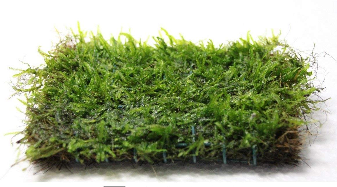 Javas Moss Mat – Vesicularia Dubyana on Mat